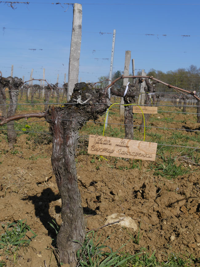 Виноградник на урожай